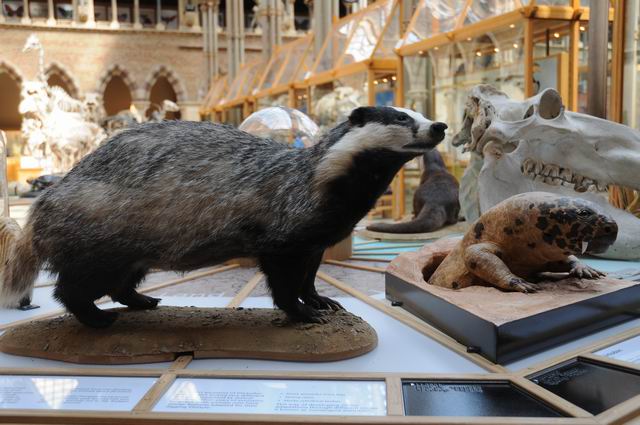 oxford university museum of natural history - photo lucian muntean _0031
