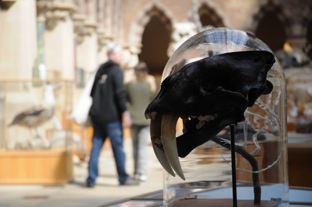 oxford university museum of natural history - photo lucian muntean _0032