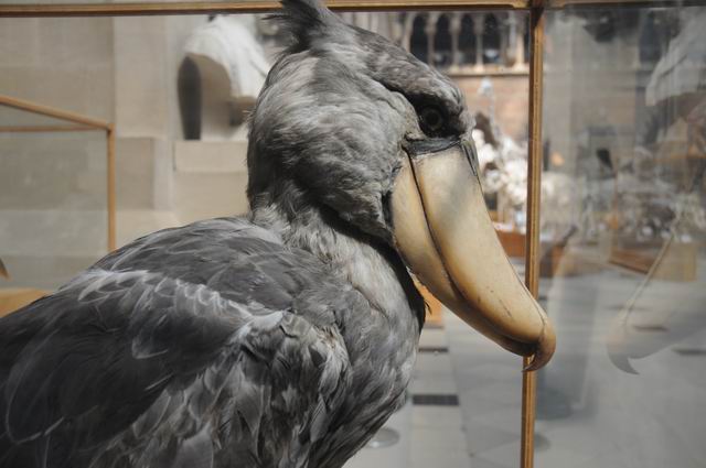 oxford university museum of natural history - photo lucian muntean _0033