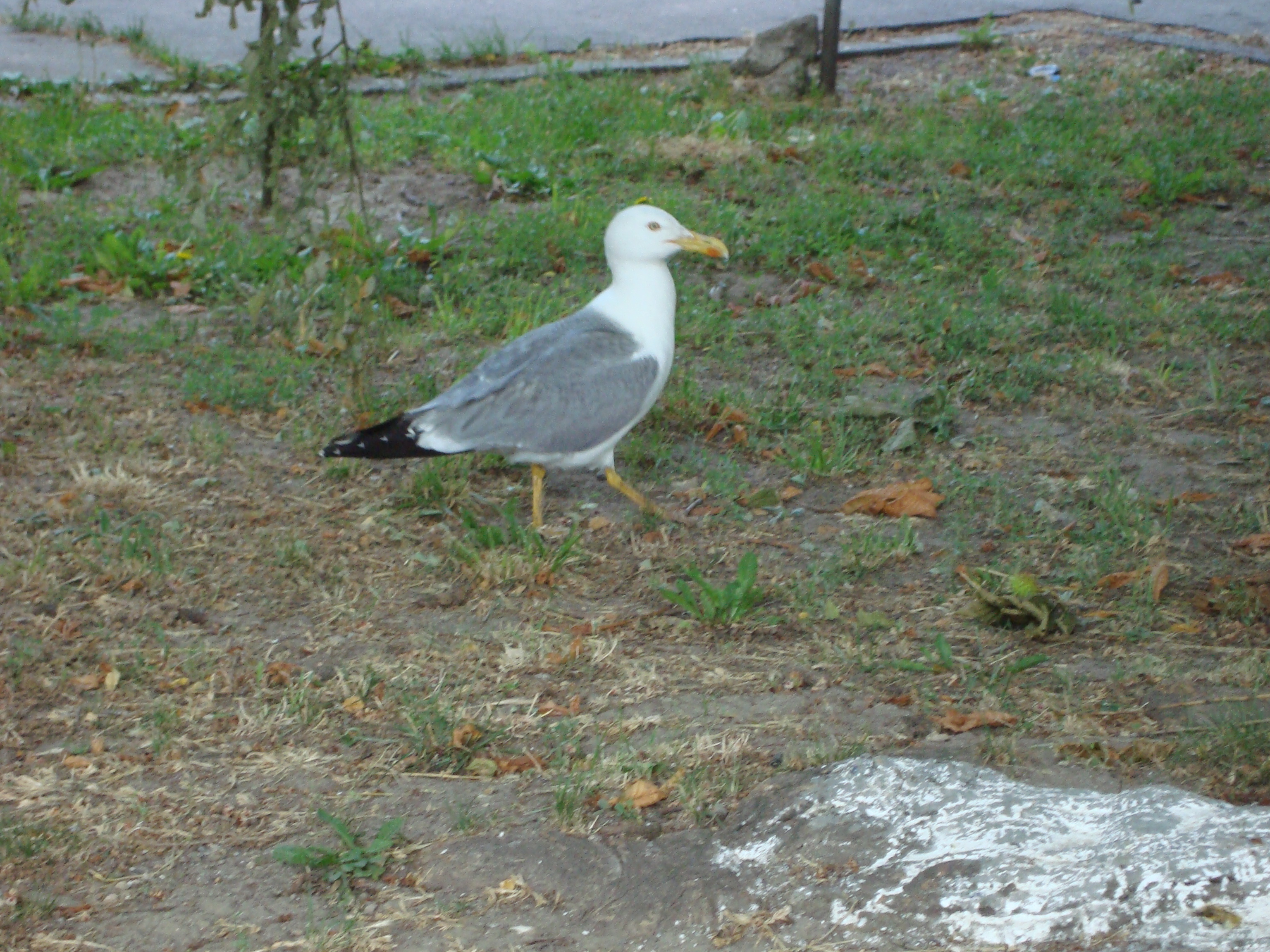 14 Un pescarus fericit