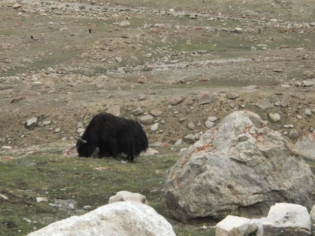 Resize of 02 changla 004