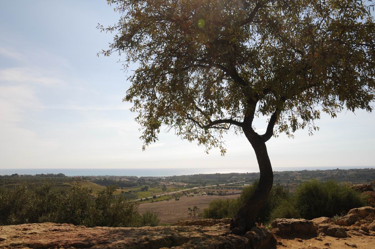 Resize of valle dei templi - agrigento - sicilia - italia - foto lucian muntean _0036