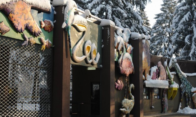 Iarna la Zoo