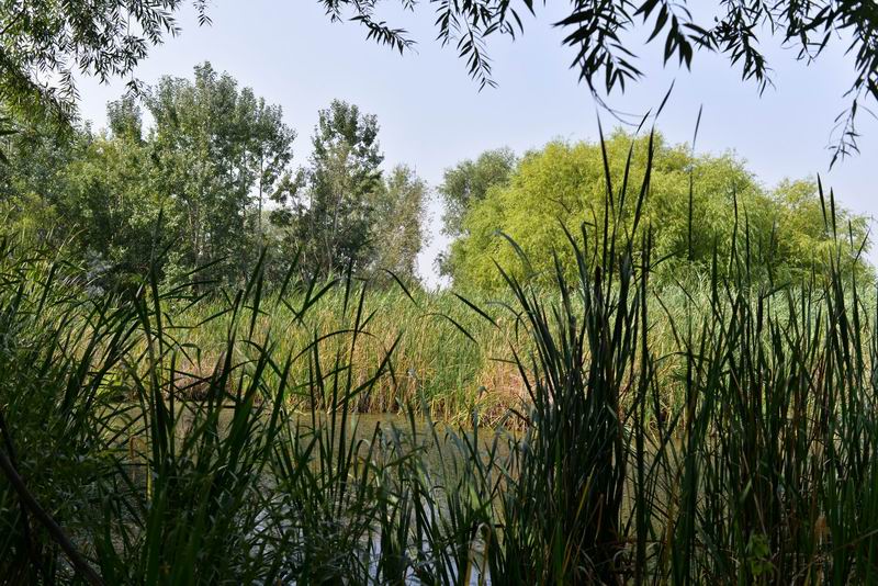 Resize of Parcul Natural Vacaresti LM_0035