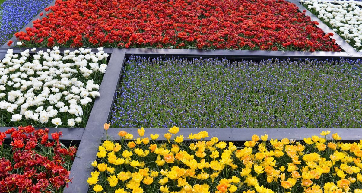 O incursiune în țata lalelelor – Keukenhof, Olanda.