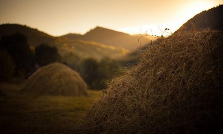 Simpozionul de artă contemporană artFORest – NIT @ Dosul Garciului
