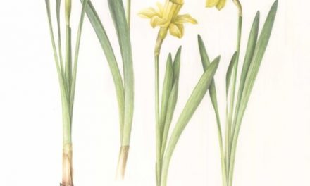 „Life of Bulbs” de Irina Neacșu @ grădinile botanice din București și Cluj