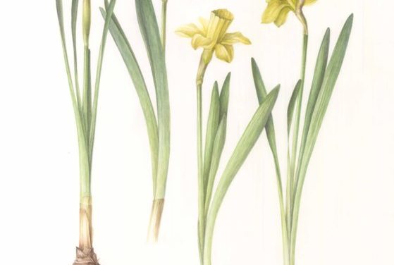 „Life of Bulbs” de Irina Neacșu @ grădinile botanice din București și Cluj