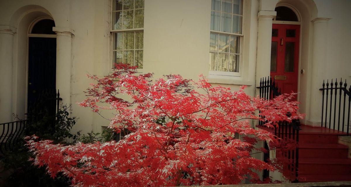 English Red