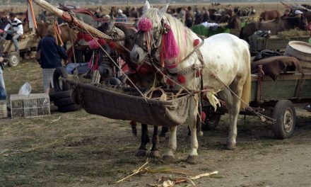 Matei Bejenaru / Solo show @ Galerie Art & Essai, Université Rennes 2