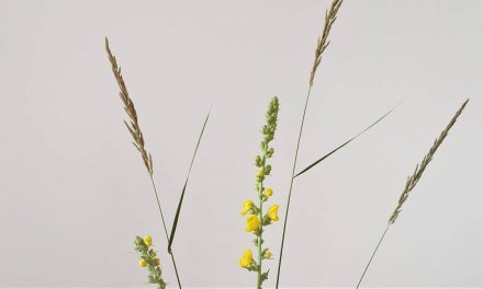 #ikebana