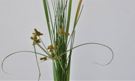 #ikebana