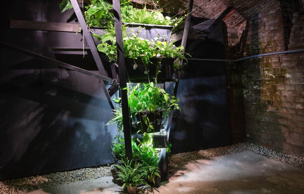 Final de expoziție la Gaep: grădina plantată de Sebastian Moldovan va fi oferită vizitatorilor