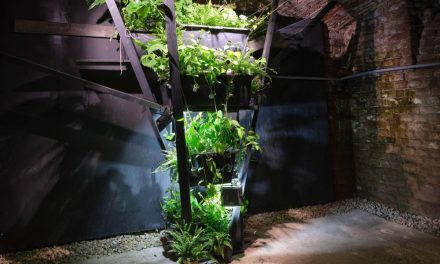 Final de expoziție la Gaep: grădina plantată de Sebastian Moldovan va fi oferită vizitatorilor