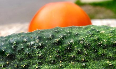 Lectures on the Weather @ Siliștea Snagovului și împrejurimile